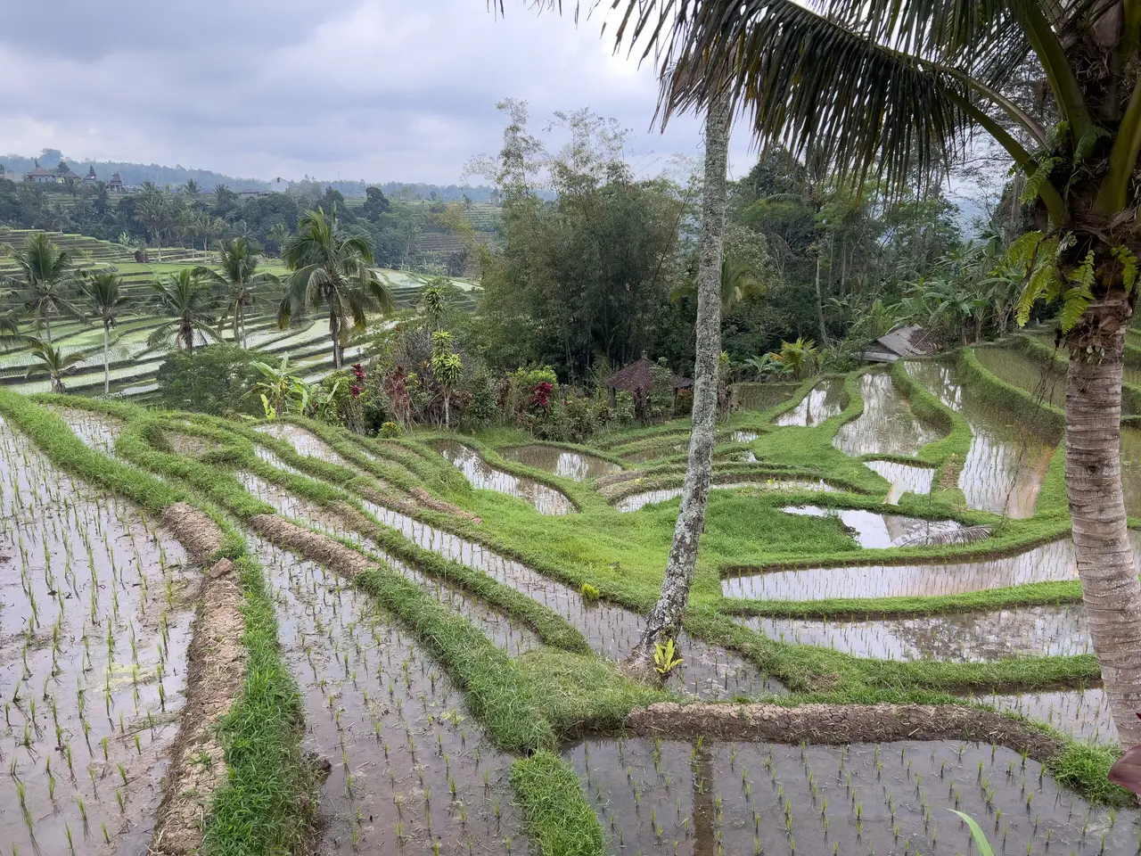 Flooded rice terraces at Jatiluwih stepping away under a grey sky, a palm leaning in from the right and more terraces climbing the hill beyond.