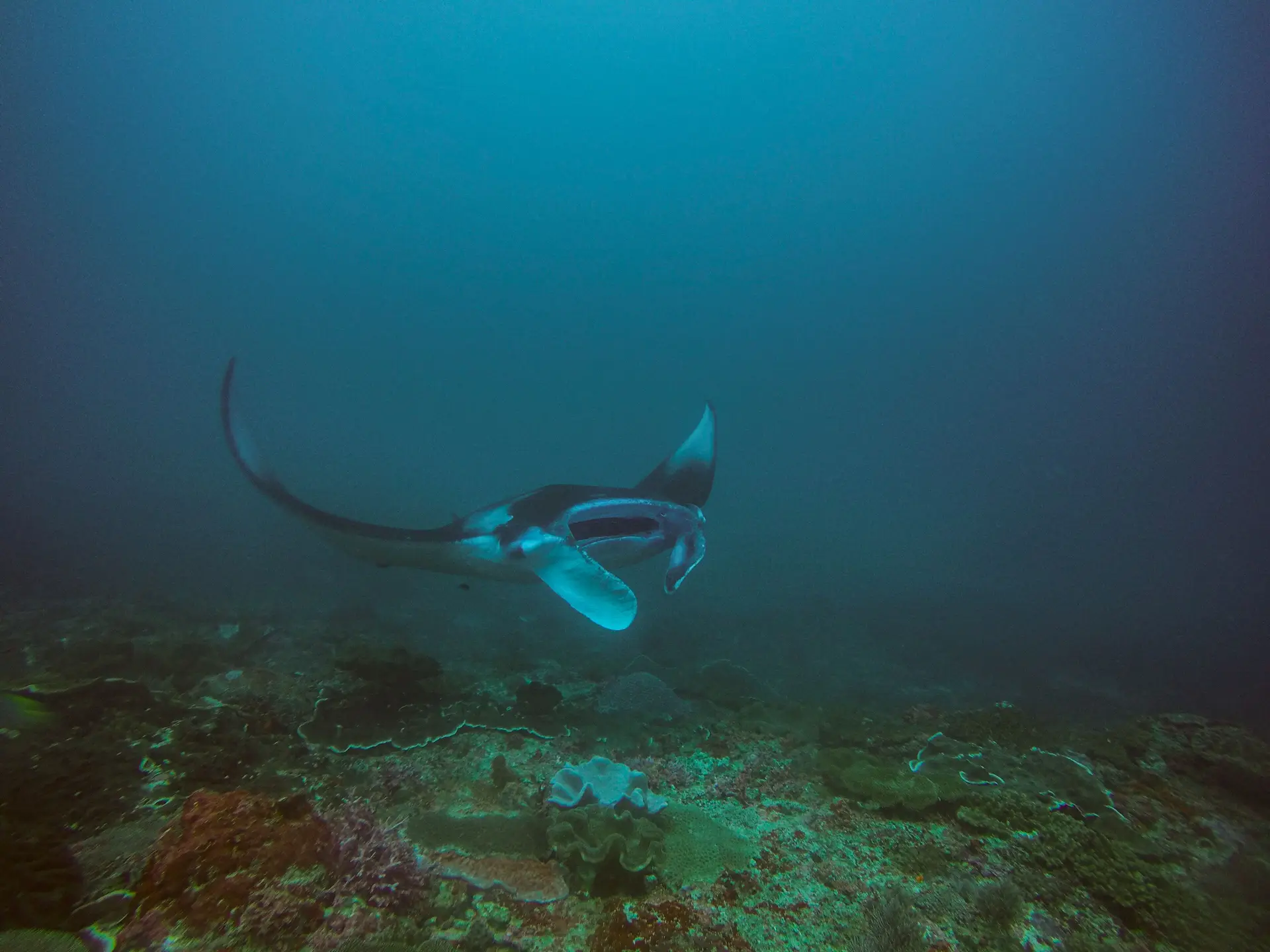 A reef manta ray gliding over coral in hazy blue water at Manta Bay, Nusa Penida.