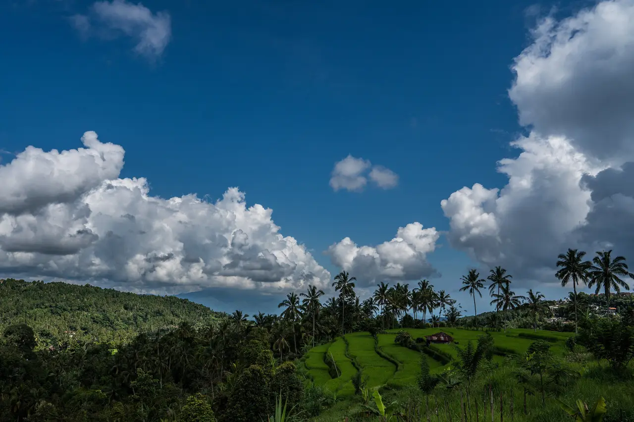 Bright green rice terraces and coconut palms above a forested valley near Munduk, under a deep blue sky with towering white clouds.