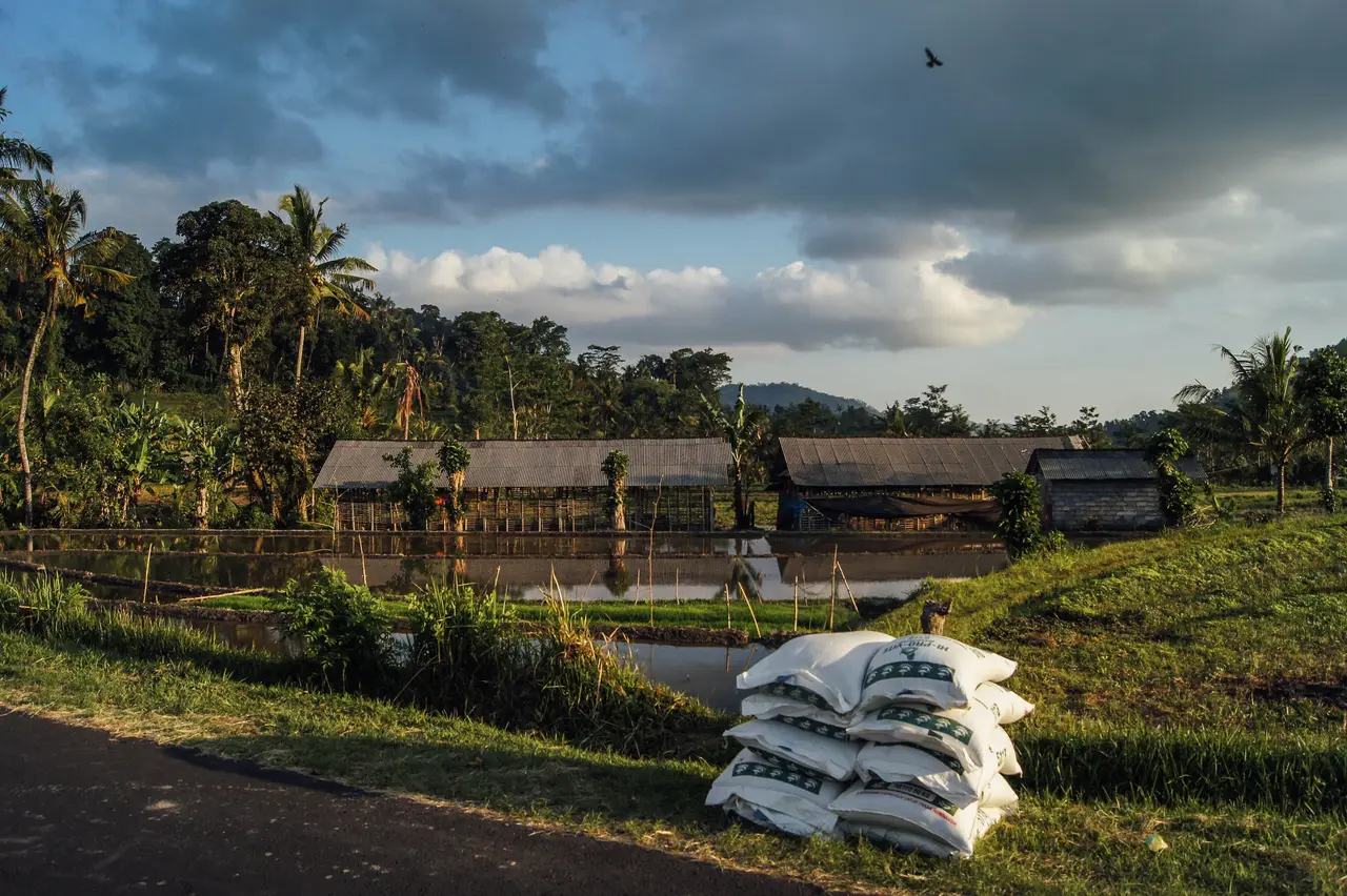 Farm buildings with long thatched-and-tin roofs beside a flooded paddy in the Sidemen valley, with coconut palms, green terraces and heavy evening cloud above, and a stack of white rice sacks by the road.