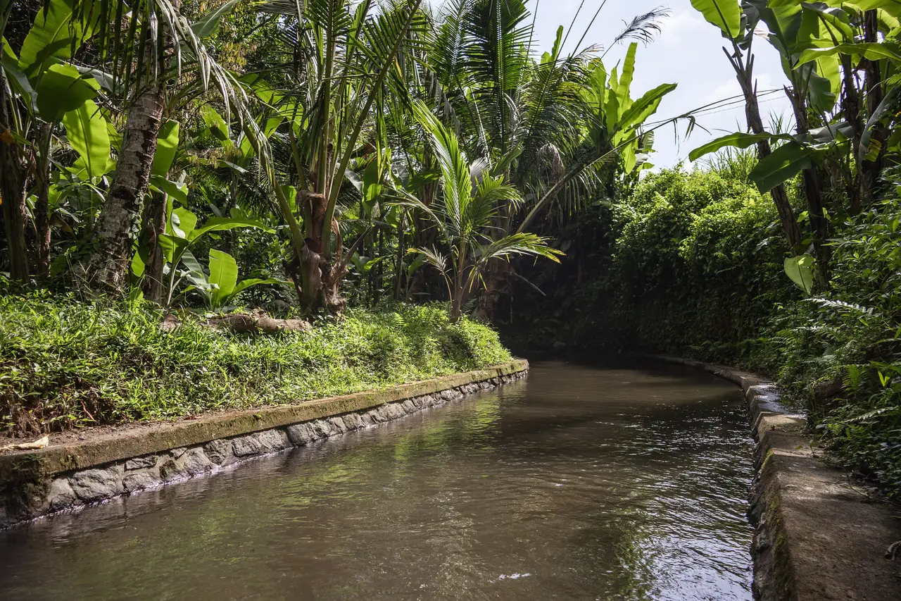 A stone-lined irrigation channel running through palms and banana plants, part of a subak system.