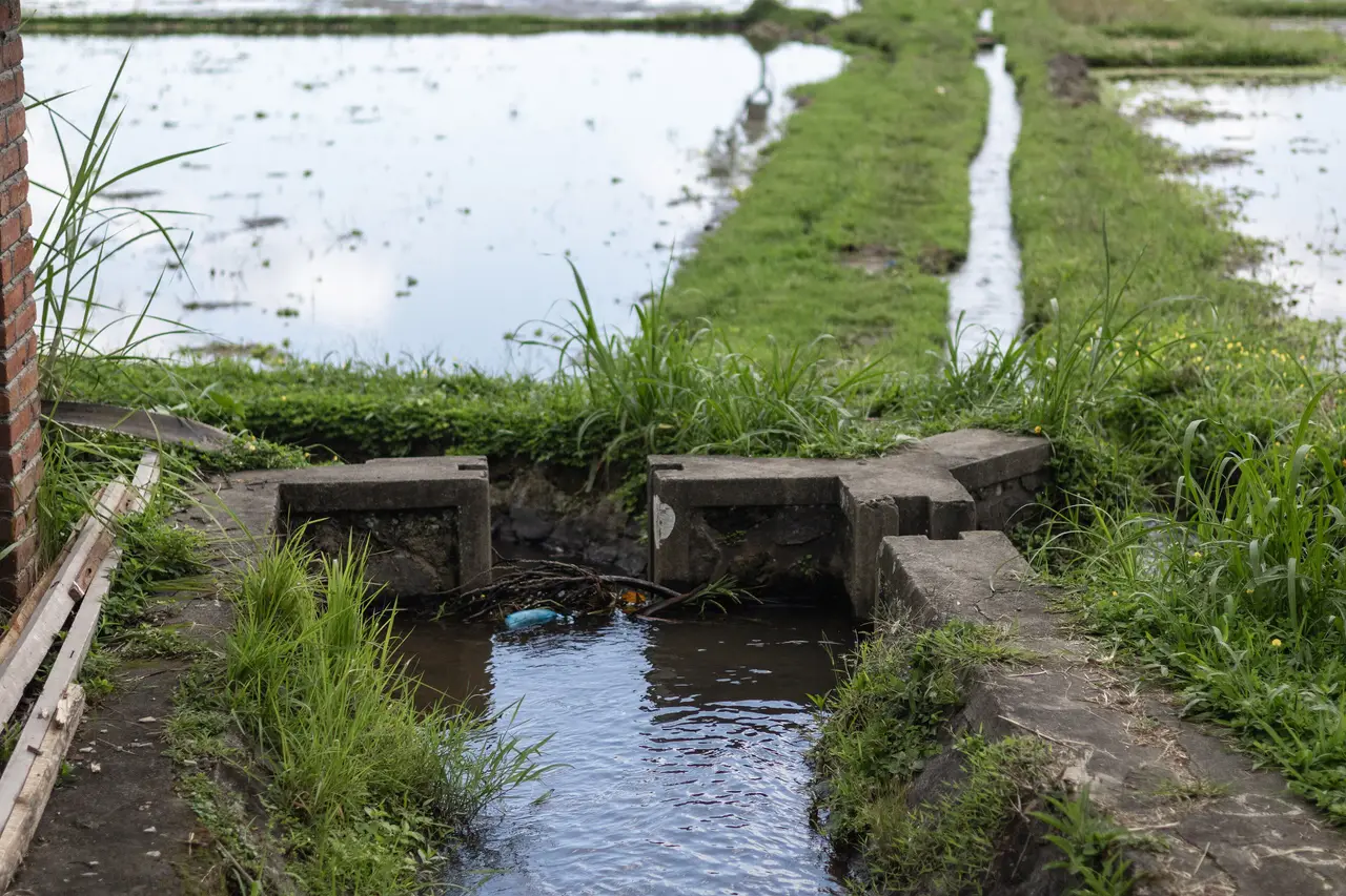 A concrete water divider in a subak irrigation channel, sending water into a flooded rice paddy.