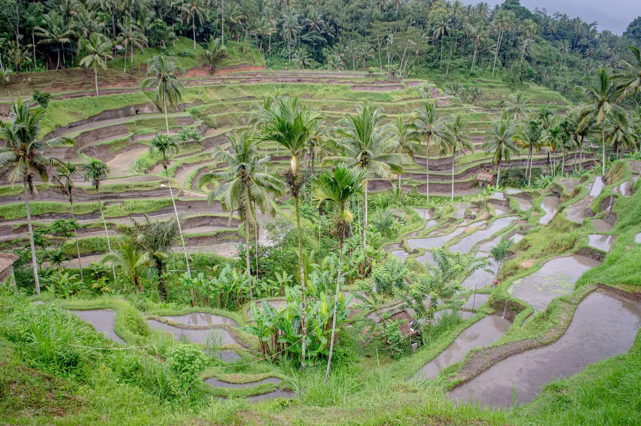 Flooded rice terraces at Tegallalang, each step holding a pale reflection of the sky, with coconut palms above.